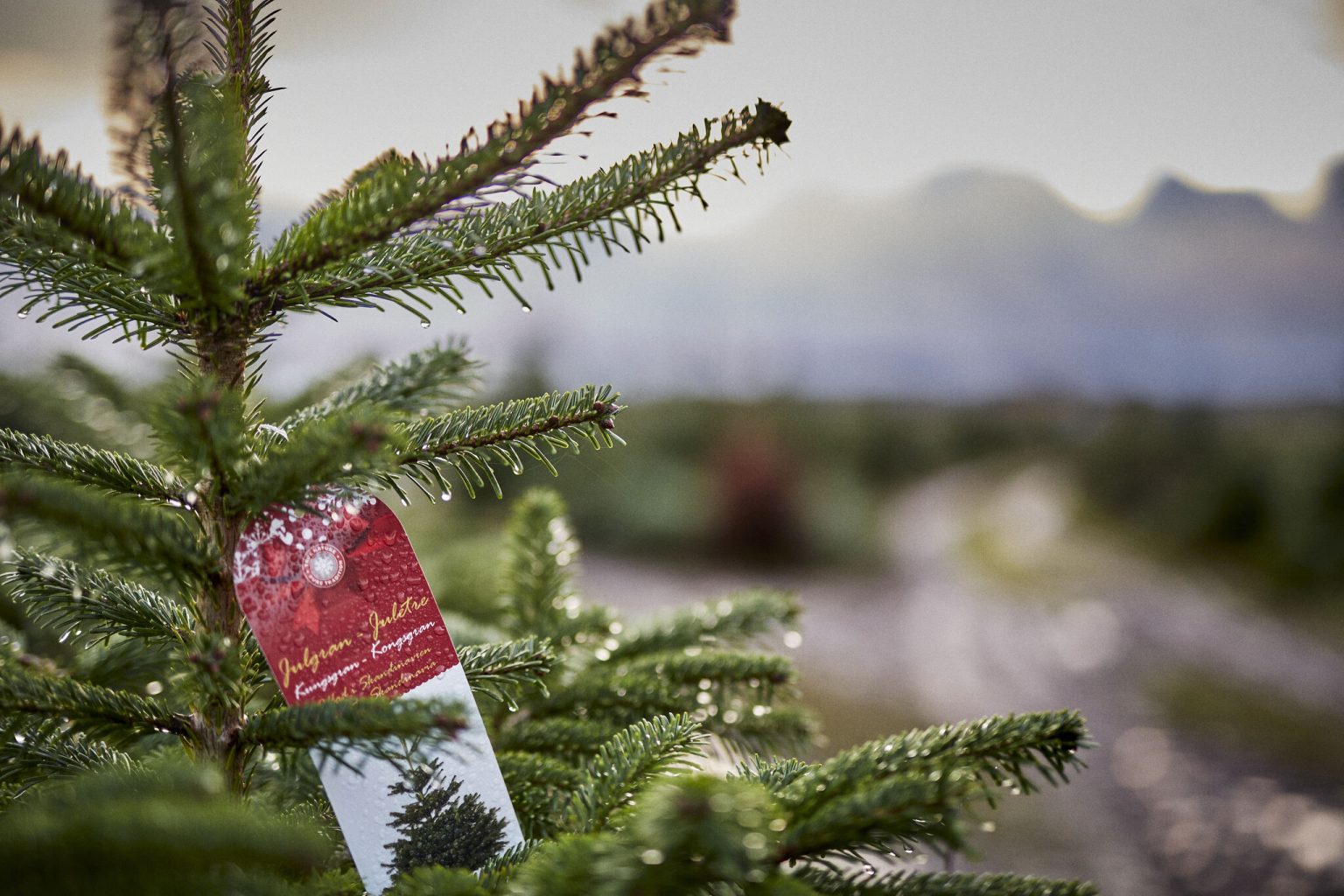 Growing a Christmas tree is a complex and specialized process David